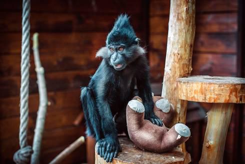 В карагандинском зоопарке выбрали имена для семейства мангобеев
