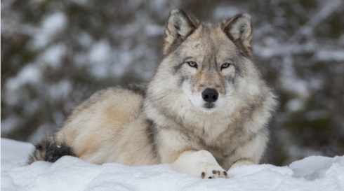 У волка, напавшего на жителей Каркаралинска, не было бешенства - результаты экспертизы