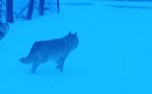 У волка, покусавшего трех женщин в Каркаралинске, было подтверждено бешенство. В районе вводятся ограничения