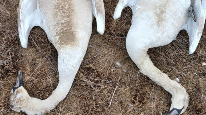 Еще одну причину мора лебедей на Караколе назвали ветеринары Мангистауской области
                04 января 2024, 22:04