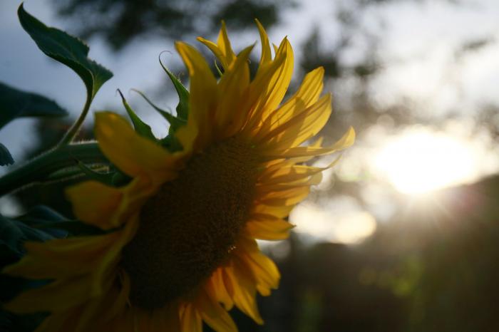 OskemenAgroProdukt поставит Продкорпорации 83,2 тысячи литров масла