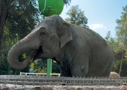 Алматинский слон верит в Кайрат