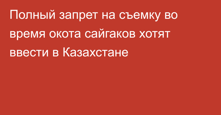 Полный запрет на съемку во время окота сайгаков хотят ввести в Казахстане