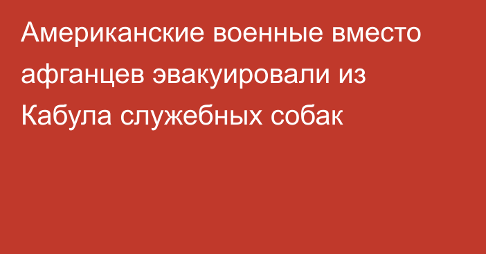 Американские военные вместо афганцев эвакуировали из Кабула служебных собак