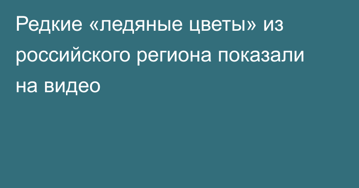 Редкие «ледяные цветы» из российского региона показали на видео