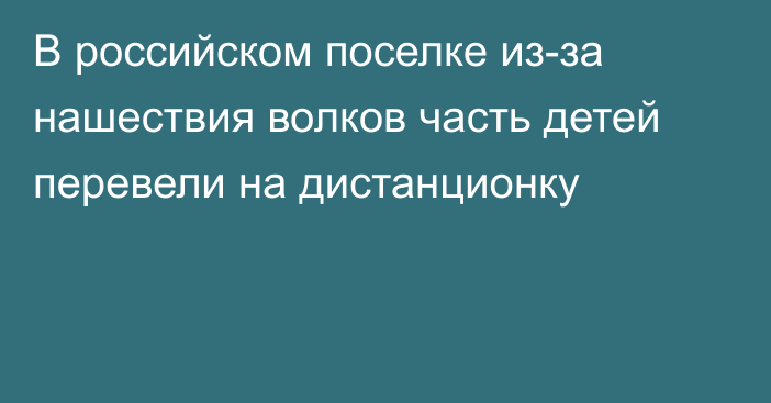 В российском поселке из-за нашествия волков часть детей перевели на дистанционку