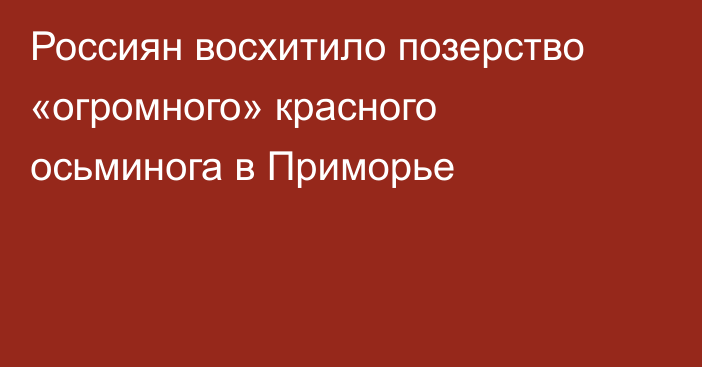 Россиян восхитило позерство «огромного» красного осьминога в Приморье