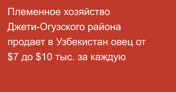 Племенное хозяйство Джети-Огузского района продает в Узбекистан овец от $7 до $10 тыс. за каждую