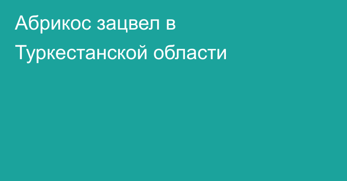 Абрикос зацвел в Туркестанской области