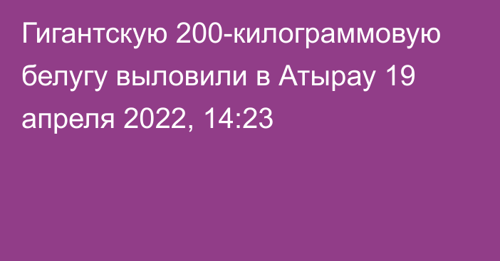 Гигантскую 200-килограммовую белугу выловили в Атырау
                19 апреля 2022, 14:23
