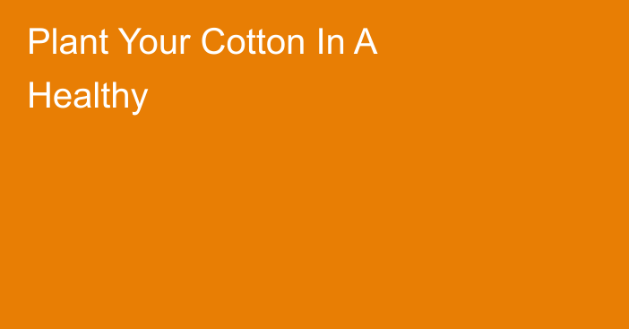Plant Your Cotton In A Healthy
