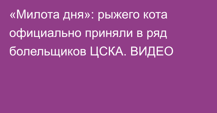 «Милота дня»: рыжего кота официально приняли в ряд болельщиков ЦСКА. ВИДЕО