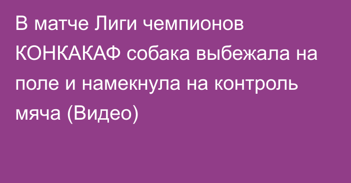 В матче Лиги чемпионов КОНКАКАФ собака выбежала на поле и намекнула на контроль мяча (Видео)