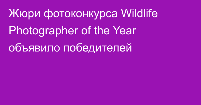 Жюри фотоконкурса Wildlife Photographer of the Year объявило победителей