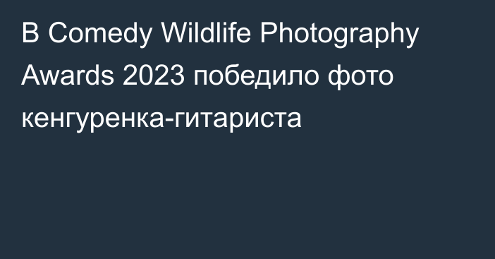 В Comedy Wildlife Photography Awards 2023 победило фото кенгуренка-гитариста