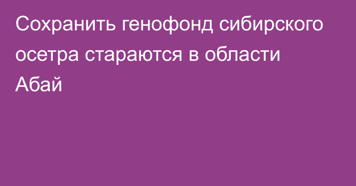 Сохранить генофонд сибирского осетра стараются в области Абай