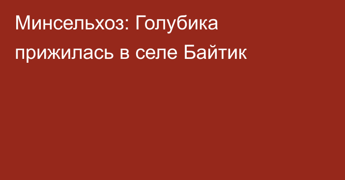 Минсельхоз: Голубика прижилась в селе Байтик