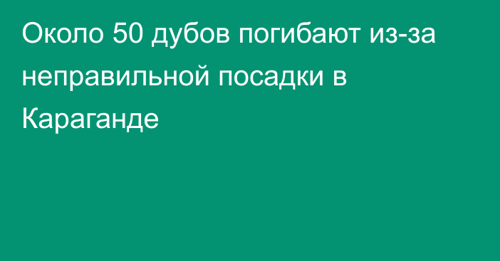 Около 50 дубов погибают из-за неправильной посадки в Караганде