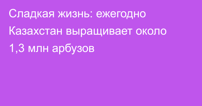 Сладкая жизнь: ежегодно Казахстан выращивает около 1,3 млн арбузов