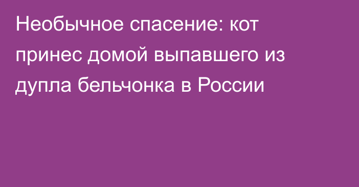 Необычное спасение: кот принес домой выпавшего из дупла бельчонка в России