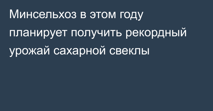 Минсельхоз в этом году планирует получить рекордный урожай сахарной свеклы