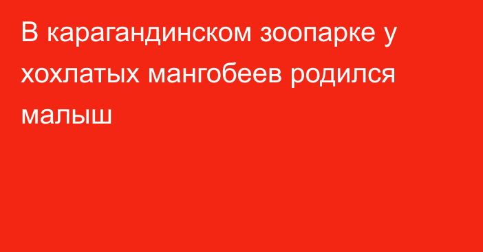 В карагандинском зоопарке у хохлатых мангобеев родился малыш