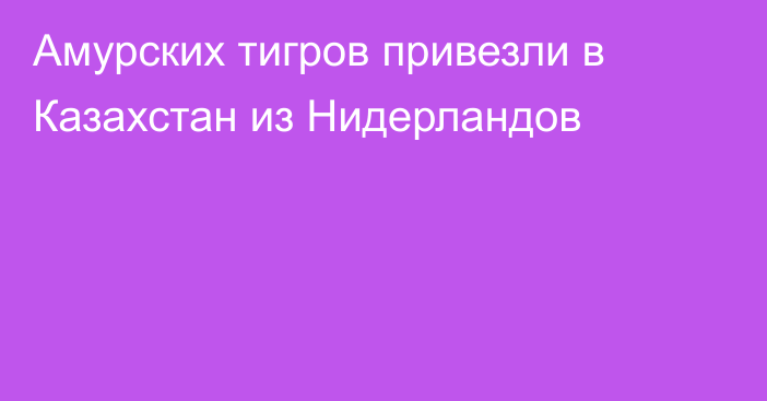 Амурских тигров привезли в Казахстан из Нидерландов