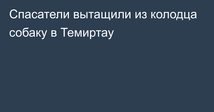 Спасатели вытащили из колодца собаку в Темиртау