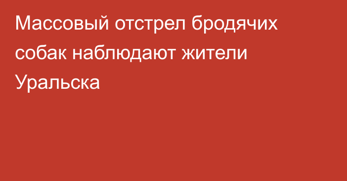 Массовый отстрел бродячих собак наблюдают жители Уральска