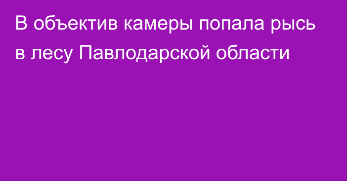 В объектив камеры попала рысь в лесу Павлодарской области