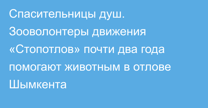 Спасительницы душ. Зооволонтеры движения «Стопотлов» почти два года помогают животным в отлове Шымкента