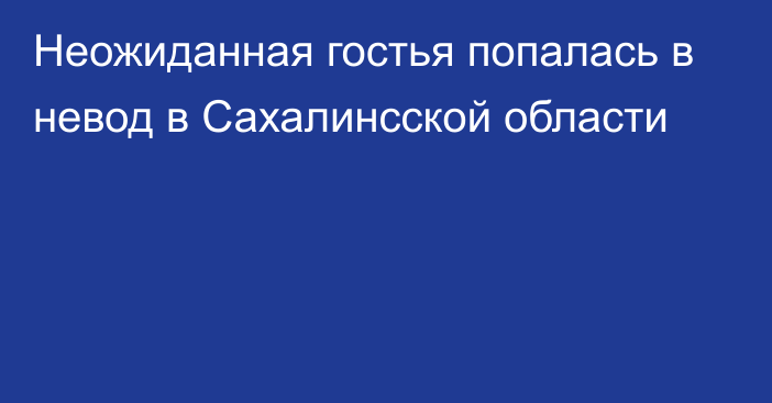 Неожиданная гостья попалась в невод в Сахалинсской области