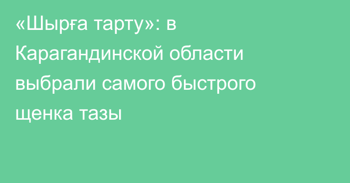 «Шырға тарту»: в Карагандинской области выбрали самого быстрого щенка тазы