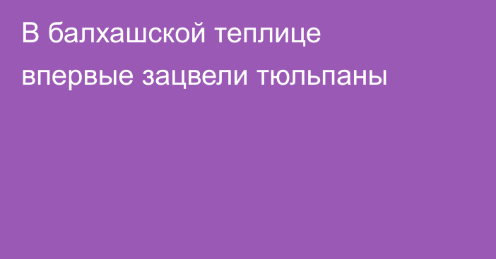 В балхашской теплице впервые зацвели тюльпаны
