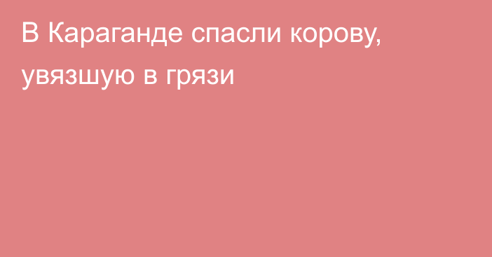 В Караганде спасли корову, увязшую в грязи