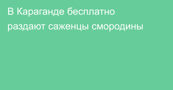 В Караганде бесплатно раздают саженцы смородины
