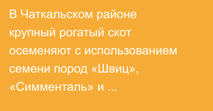 В Чаткальском районе крупный рогатый скот осеменяют с использованием семени пород «Швиц», «Симменталь» и «Абердин-Ангус», - Минсельхоз
