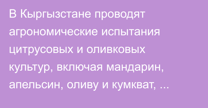 В Кыргызстане проводят агрономические испытания цитрусовых и оливковых культур, включая мандарин, апельсин, оливу и кумкват, - Минсельхоз