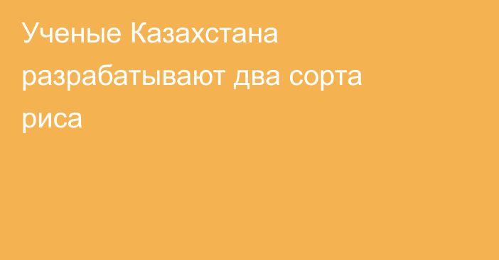 Ученые Казахстана разрабатывают два сорта риса