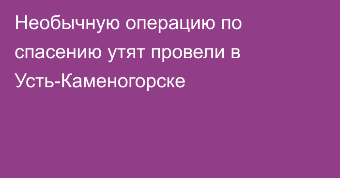 Необычную операцию по спасению утят провели в Усть-Каменогорске