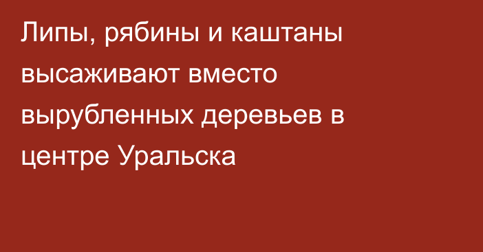 Липы, рябины и каштаны высаживают вместо вырубленных деревьев в центре Уральска