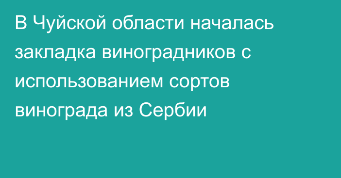 В Чуйской области началась закладка виноградников с использованием сортов винограда из Сербии