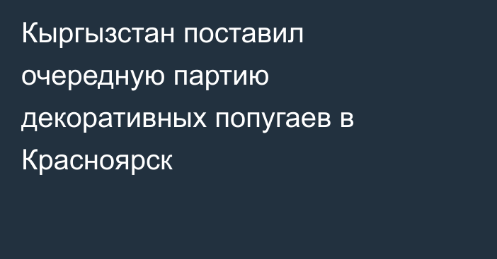 Кыргызстан поставил очередную партию декоративных попугаев в Красноярск