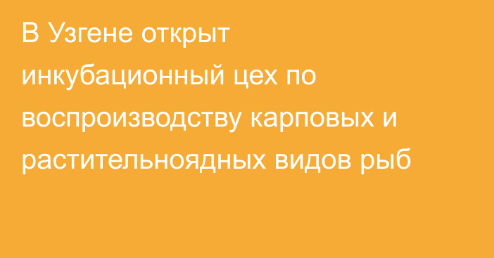 В Узгене открыт инкубационный цех по воспроизводству карповых и растительноядных видов рыб