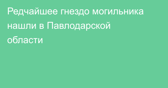 Редчайшее гнездо могильника нашли в Павлодарской области