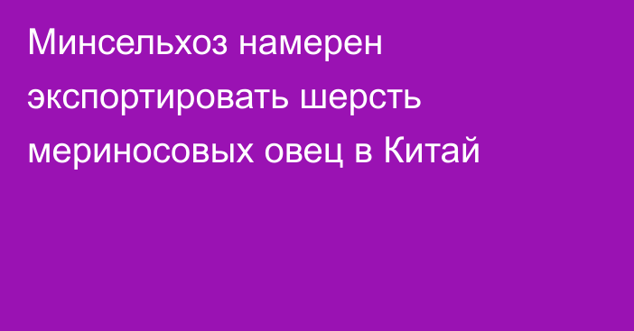 Минсельхоз намерен экспортировать шерсть мериносовых овец в Китай