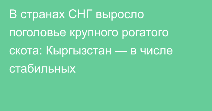 В странах СНГ выросло поголовье крупного рогатого скота: Кыргызстан — в числе стабильных