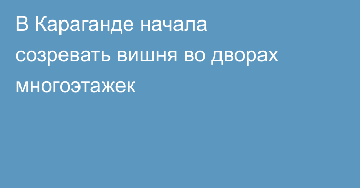 В Караганде начала созревать вишня во дворах многоэтажек