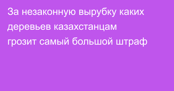За незаконную вырубку каких деревьев казахстанцам грозит самый большой штраф