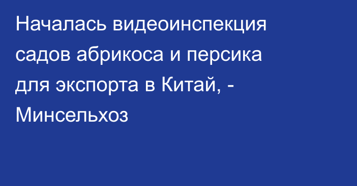 Началась видеоинспекция садов абрикоса и персика для экспорта в Китай, - Минсельхоз